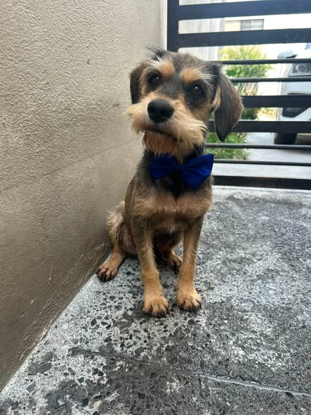 Mixed Breed