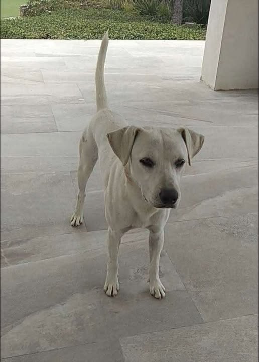 Mixed Breed