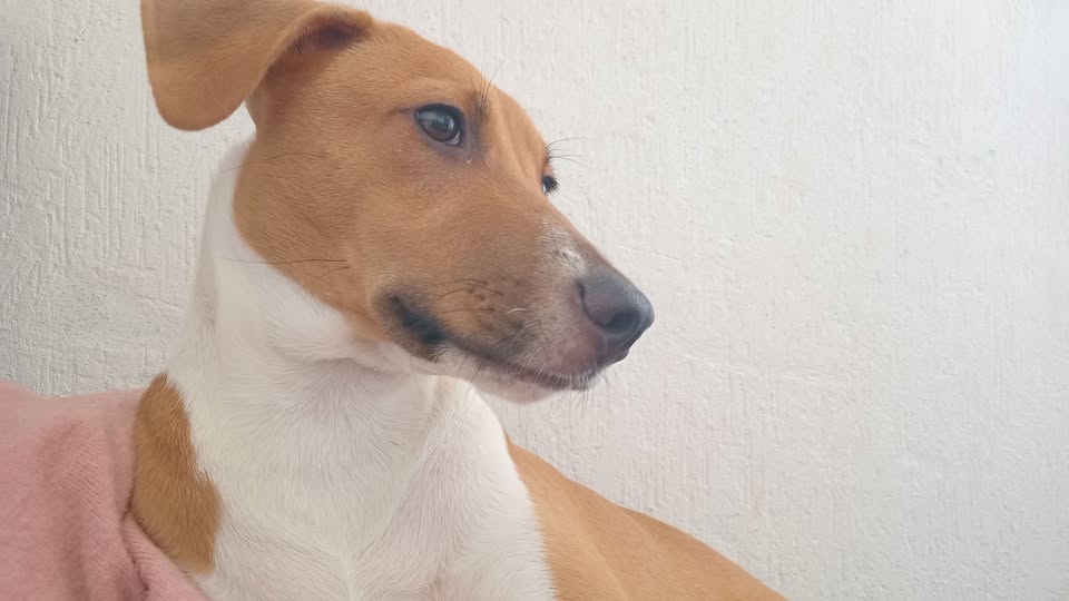 Mixed Breed