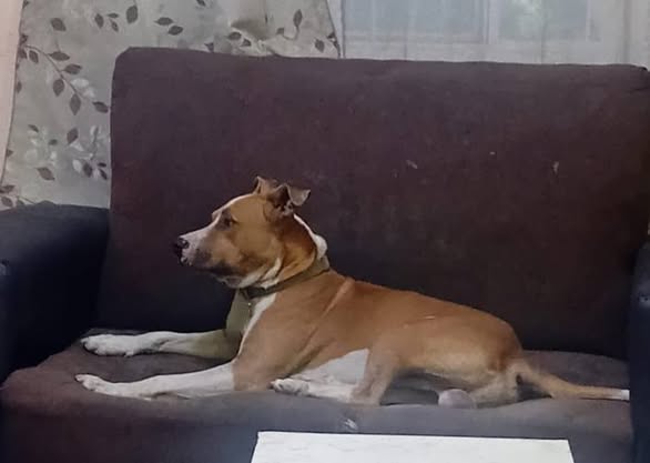 Mixed Breed