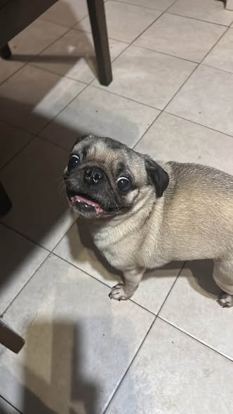 Pug