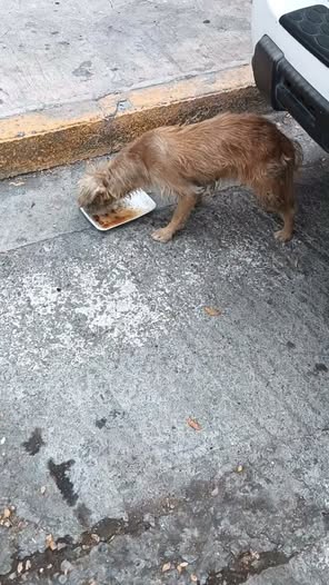 Mixed Breed