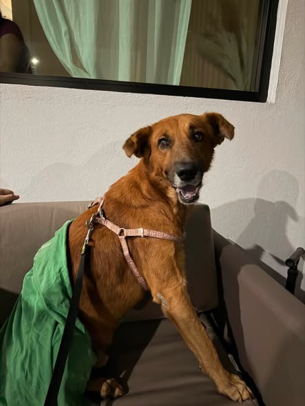 Mixed Breed