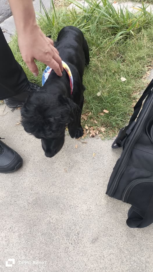 Cocker Spaniel