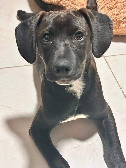 Mixed Breed