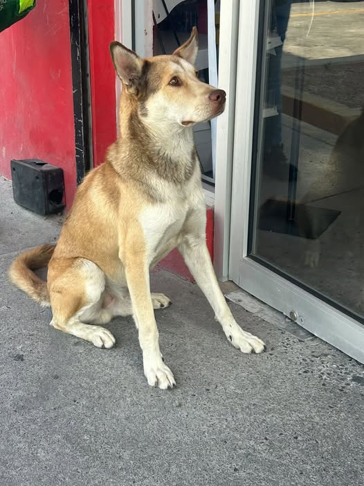 Mixed Breed