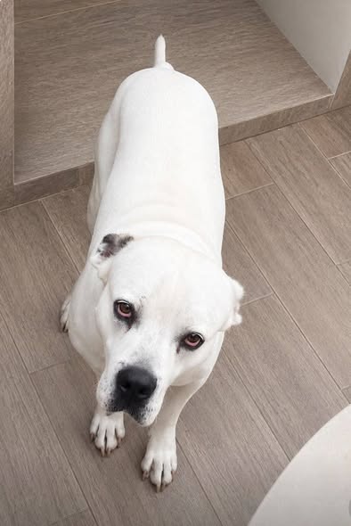 Mixed Breed