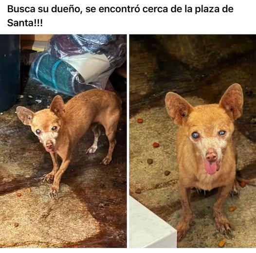 Chihuahua
