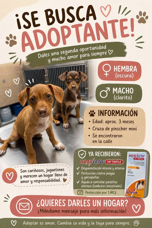 Pinscher Miniature Mix