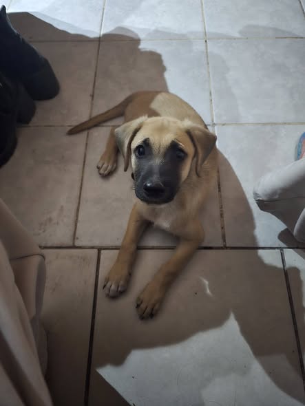 Mixed Breed