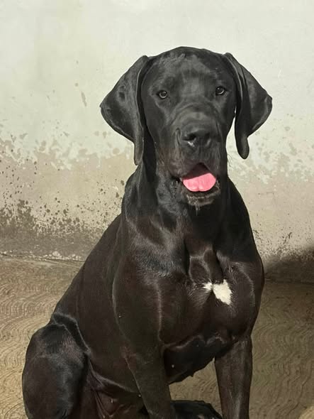 Great Dane
