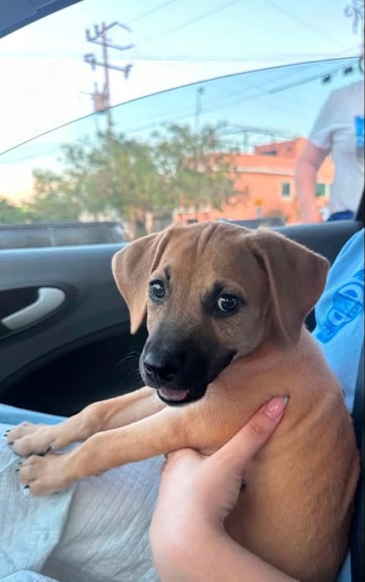 Mixed Breed