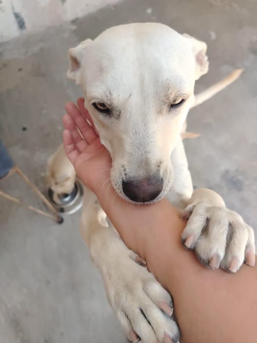Mixed Breed