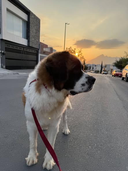 Saint Bernard