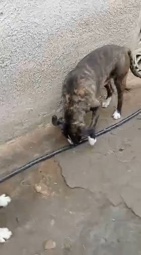 Mixed Breed