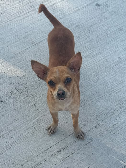 Chihuahua