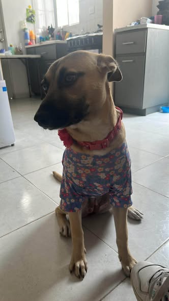Mixed Breed