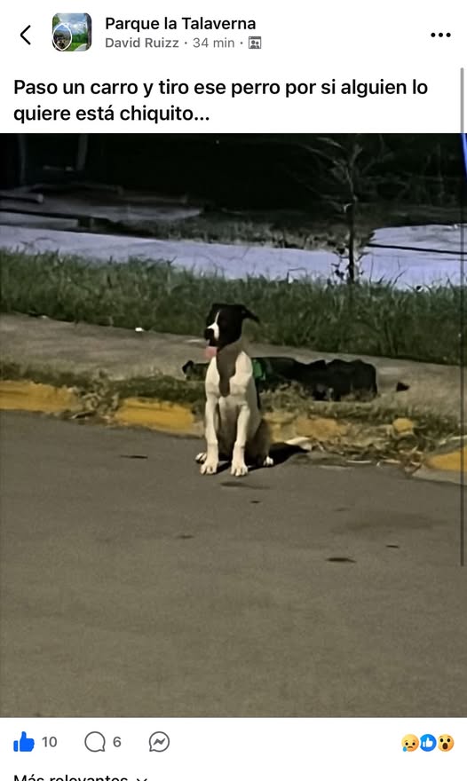 Perro en adopción