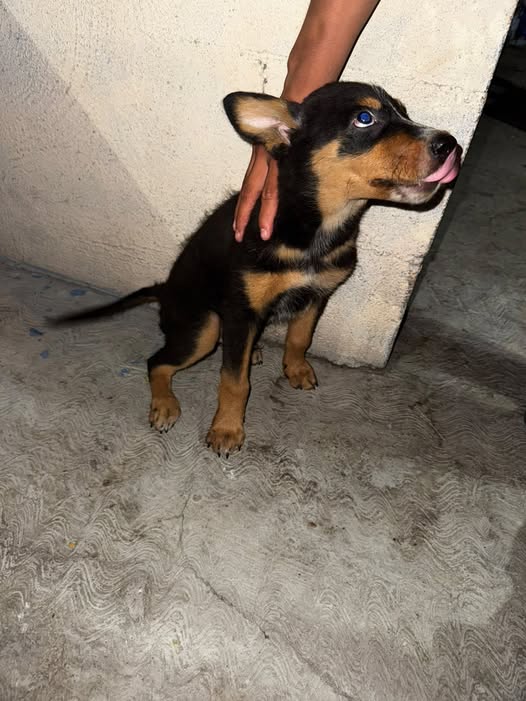 Perro en adopción