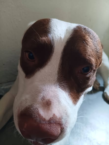 Dog for adoption