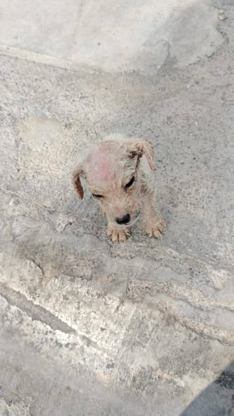 Perro en adopción