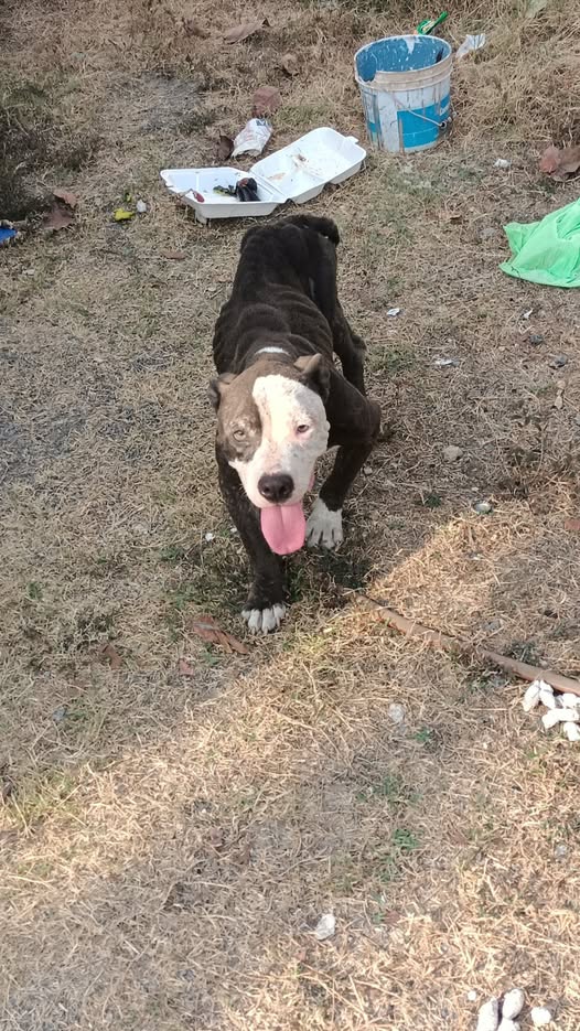 Dog for adoption