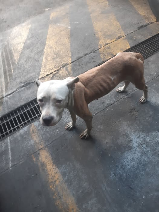 Perro en adopción