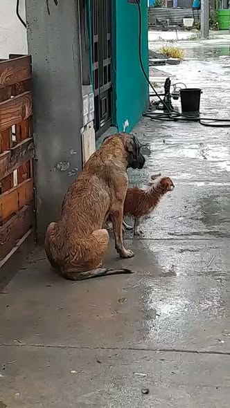 Dog for adoption