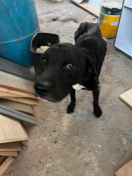 Perro en adopción
