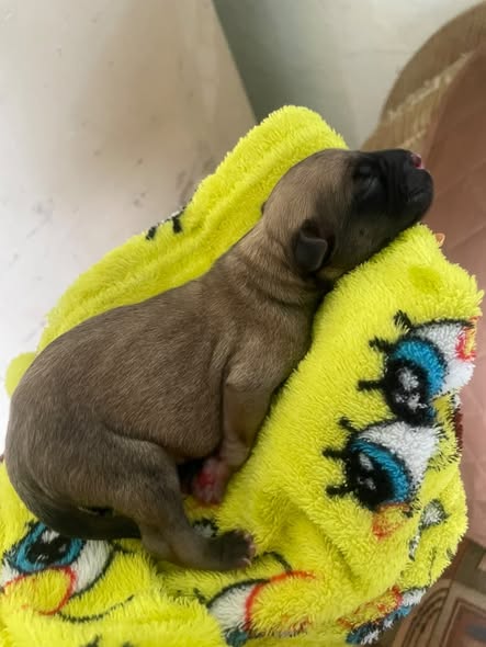 Dog for adoption