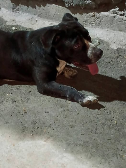 Dog for adoption