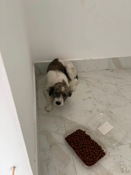 Perro en adopción