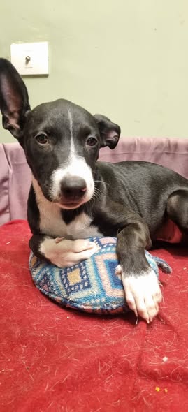 Dog for adoption