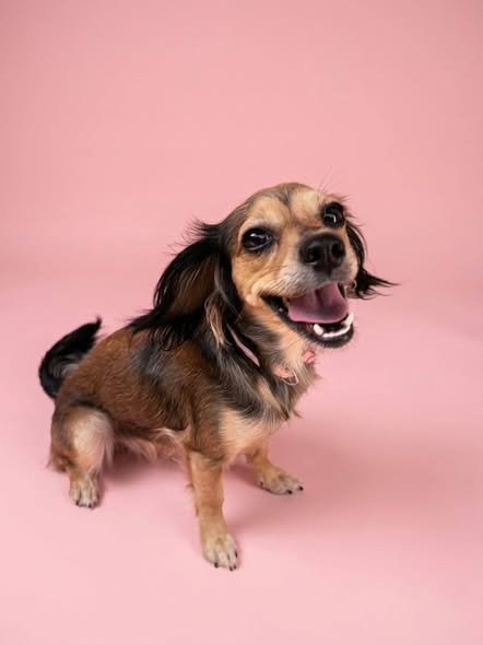 Perro en adopción