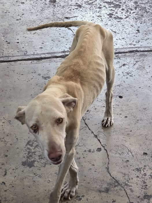 Dog for adoption