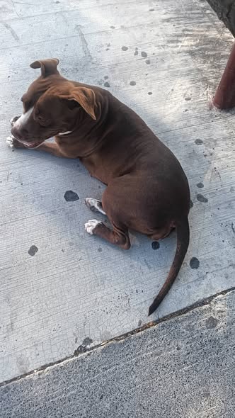 Perro en adopción