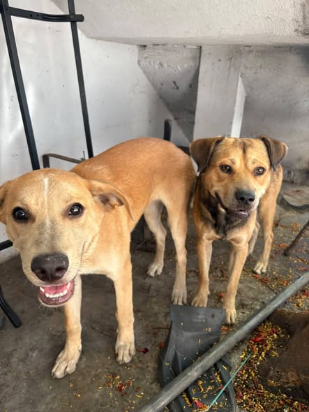 Dog for adoption