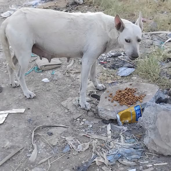 Perro en adopción
