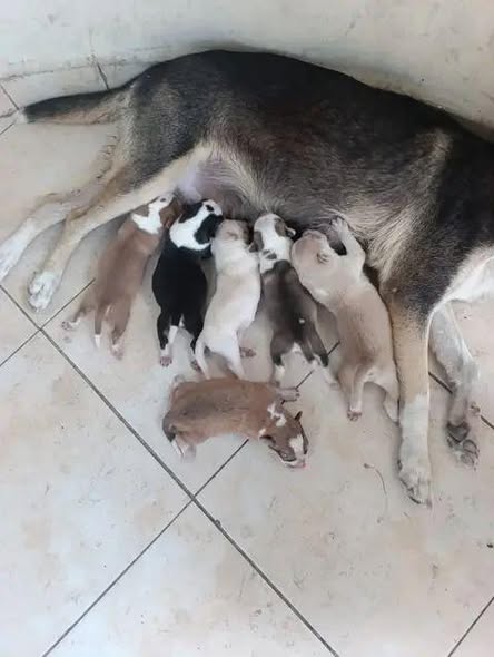 Perro en adopción