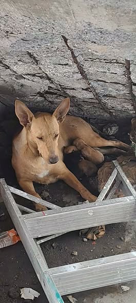 Perro en adopción
