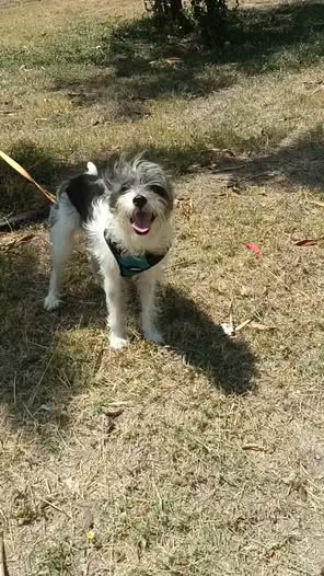 Perro en adopción
