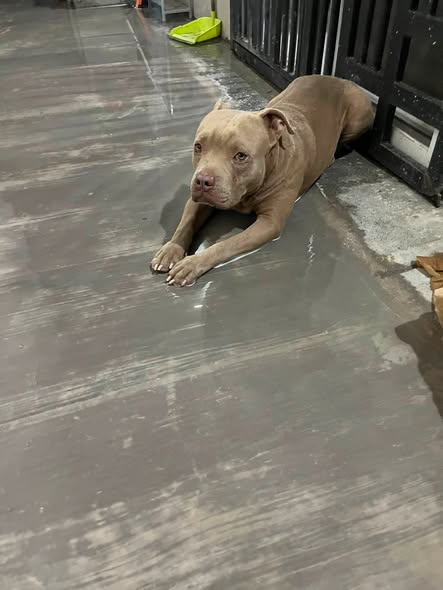 Perro en adopción