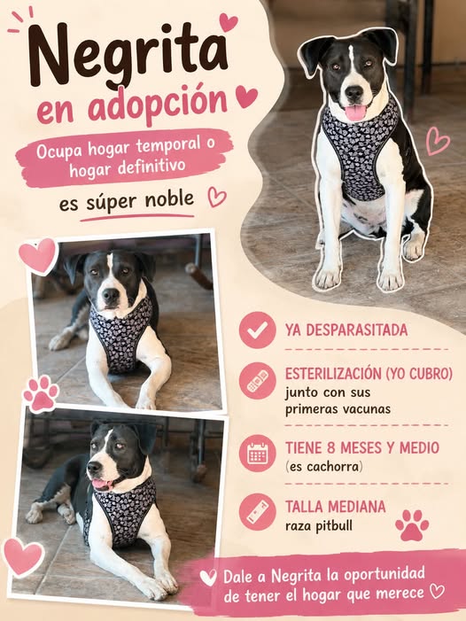 Perro en adopción