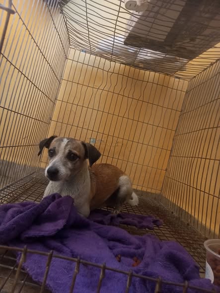 Dog for adoption