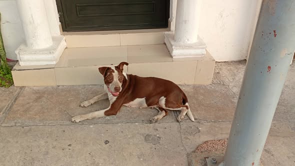 Dog for adoption