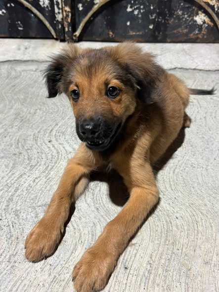 Dog for adoption