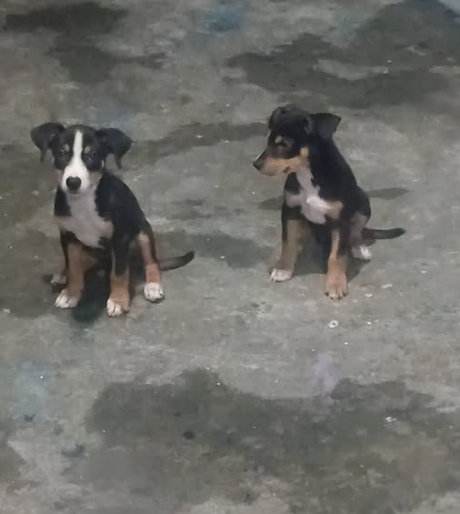 Perro en adopción