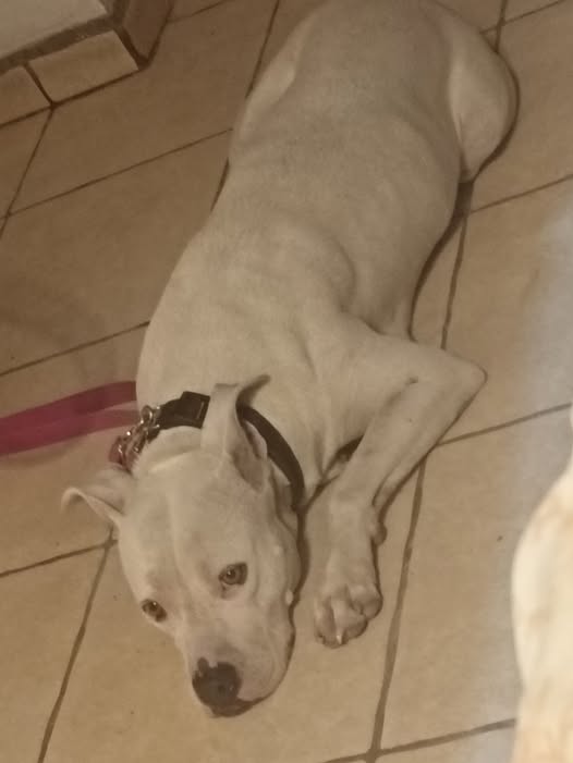 Perro en adopción