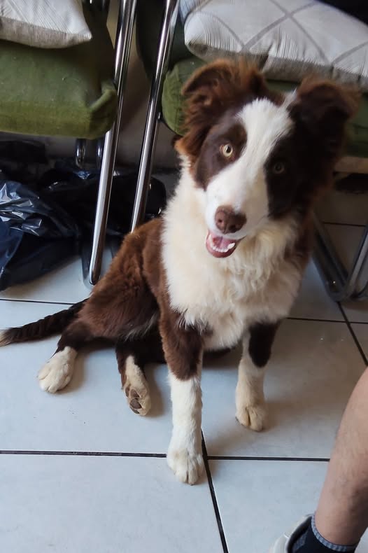 Border Collie
