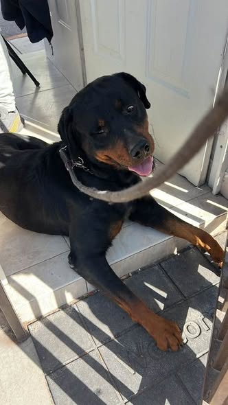 Rottweiler